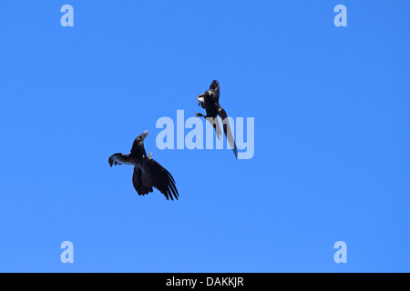 Comune di corvo imperiale (Corvus corax), volare, due corvi in lotta per il cibo, Isole Canarie La Palma Foto Stock