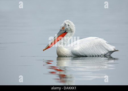 Pellicano dalmata (Pelecanus crispus), nuoto, Grecia, Kerkini vedere Foto Stock