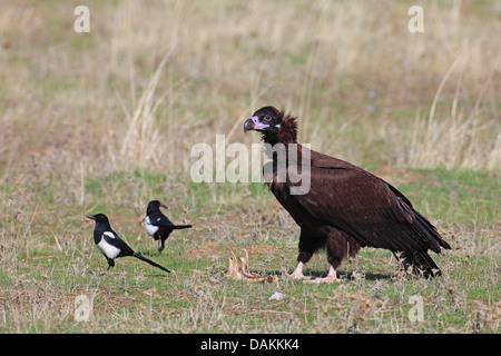 Cinereous vulture (Aegypius monachus), in piedi su un prato insieme con due gazze, Spagna Estremadura Foto Stock