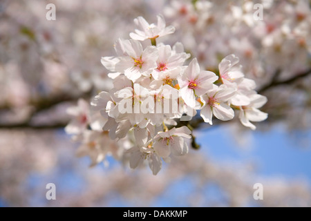 Ornamentali in ciliegio (Prunus spec.), blooming twig Foto Stock