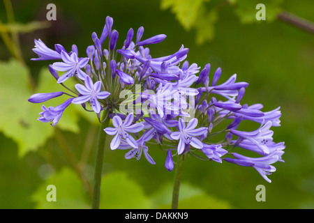 Giglio africano (Agapanthus praecox-Gruppe), infiorescenze Foto Stock