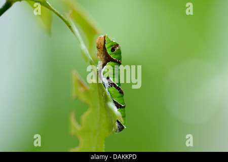 Pavone cinese (Papilio bianor), Caterpillar su una foglia Foto Stock