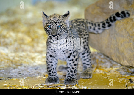 Leopardo persiano, caucasiche leopard (Panthera pardus saxicolor, Panthera pardus ciscaucasica), capretti Foto Stock