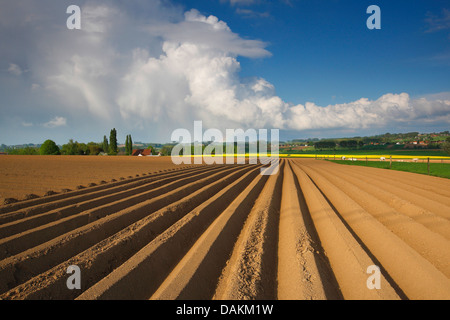 Patata (solanum tuberosum), campo di patate, Belgio Foto Stock
