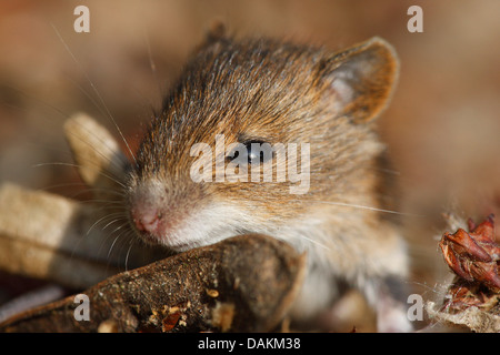 Mouse di legno, long-tailed field mouse (Apodemus sylvaticus), PUP, Belgio Foto Stock
