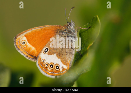 La brughiera di perla (Coenonympha arcania), su una foglia, Belgio Foto Stock