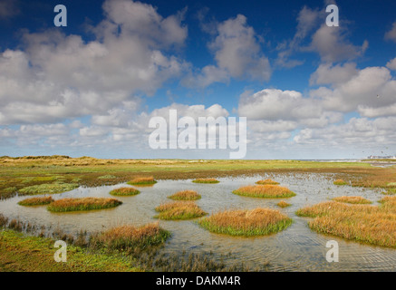 Seablite annuale, mare annuale-blite, erbaceo del mare (blite suaeda maritima), Salt Marsh, Belgio, Knokke Foto Stock