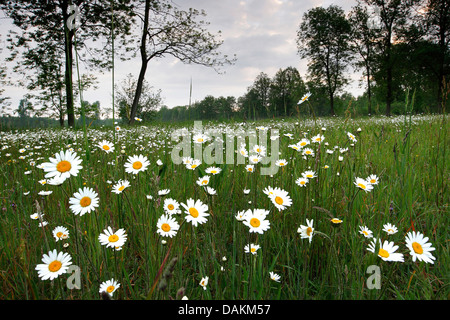 Oxeye daisy, Margherita occhio di bue, bianco-erbaccia, Daisy bianca, cane daisy, Marguerite (crisantemo, leucanthemum Leucanthemum vulgare), fiore prato, Belgio Foto Stock