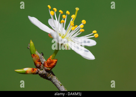 Prugnolo, sloe (Prunus spinosa, fiore, Belgio Foto Stock