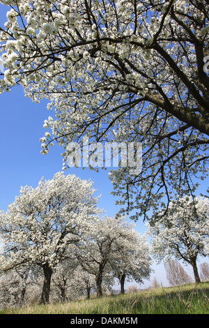 Ciliegio selvatico, ciliegio dolce, fisarmonica Gean, mazzard (Prunus avium), fioritura alberi da frutto frutteto, Belgio Foto Stock