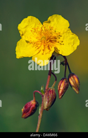 Comune di rock rose (Helianthemum nummularium), fiore Foto Stock