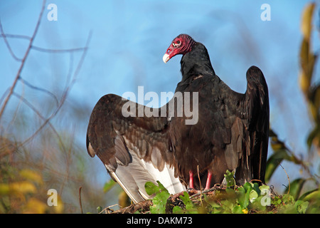 La Turchia vulture (Cathartes aura), riscaldando fino al sole del mattino , STATI UNITI, Florida Everglades National Park Foto Stock