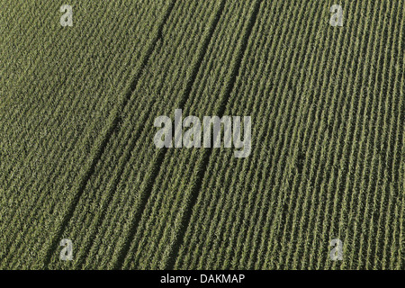 Mais indiano, mais (Zea mays), aereal foto di un campo di mais, Belgio Foto Stock