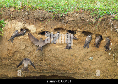 Sabbia martin (Riparia Riparia), rondini presso l'allevamento burrows, Grecia, Macedonia, il lago di Kerkini Foto Stock