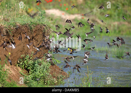 Sabbia martin (Riparia Riparia), rondini in volo di fronte all'allevamento burrows, Grecia, Macedonia, il lago di Kerkini Foto Stock