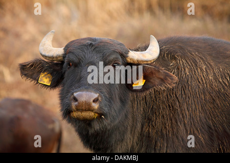 Bufalo d'acqua (Bubalus arnee f. bubalis), ritratto della testa, Grecia, Macedonia, il lago di Kerkini Foto Stock