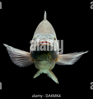 Vista frontale ravvicinata di un pesce su uno sfondo nero. Il pesce ha una bocca larga e leggermente aperta che rivela un interno rosso, e i suoi occhi sono visibili con pupille scure e arancio-rossastro Foto Stock