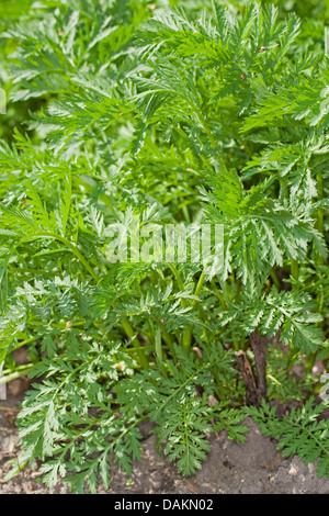 Tansy comune (Tanacetum vulgare, crisantemo vulgare), Giovani foglie in primavera, Germania Foto Stock