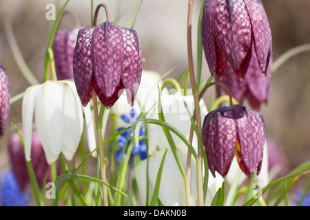 Fritillary comune, snake-testa (fritillaria Fritillaria meleagris), bianco e fiori lilla, Germania Foto Stock