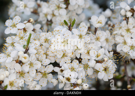 Prugnolo, sloe (Prunus spinosa, filiale di fioritura, Germania Foto Stock