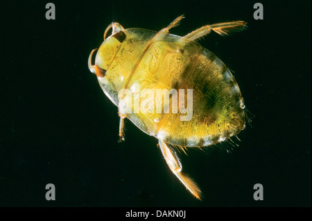 Piattino bug, acqua strisciante bug (Ilyocoris cimicoides, Naucoris cimicoides), larva, Germania Foto Stock