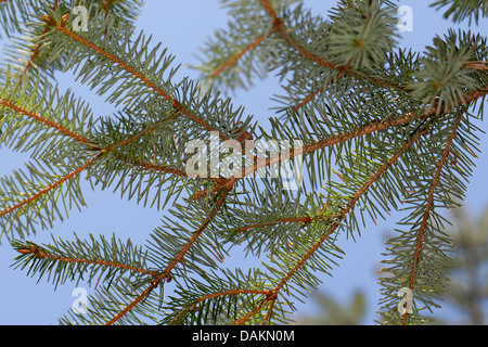 Sitka Abete (Picea sitchensis), il ramo da sotto Foto Stock