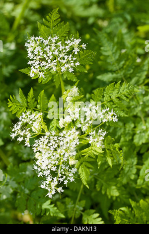Dolce cicely, Anice, Cicely, Spagnolo cerfoglio (Myrrhis odorata, Scandix odorata), fioritura, Germania Foto Stock
