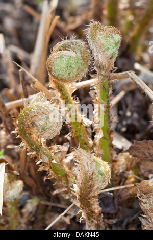 Maschio-fern (Dryopteris filix-mas), foglie giovani, Germania Foto Stock