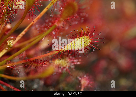 A lungo lasciato sundew, oblunga-lasciava sundew, cucchiaio-lasciava sundew (Drosera intermedia), foglie con ghiandole mucillaginose, in Germania, in Renania settentrionale-Vestfalia Foto Stock