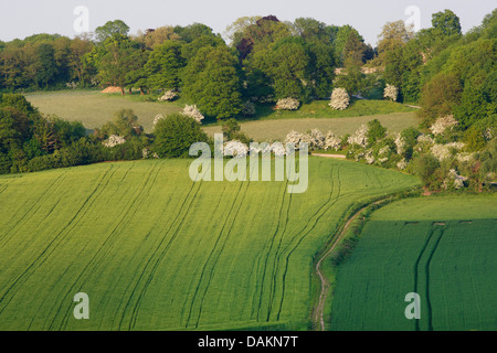 Biancospino, singleseed biancospino, inglese biancospino (Crataegus monogyna), il paesaggio di campi e prati fiancheggiata da siepi e filari di alberi, Belgio, Limburg Foto Stock