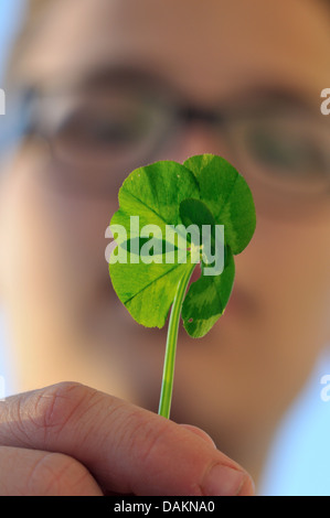 , Trifoglio di trifoglio rosso (Trifolium spec.), ragazzo che mostra cinque lasciarono il trifoglio , Germania Foto Stock