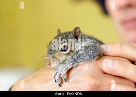 Orfani grigio orientale baby scoiattolo (Sciurus carolinensis) viene sollevato dagli esseri umani e rilasciato nuovamente dentro il selvaggio con i fratelli e le sorelle. Foto Stock