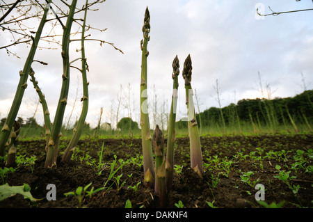 Giardino di asparagi, Sparrow Gras, asparagi selvatici (Asparagus officinalis), asparagi spears su un campo di asparagi, in Germania, in Renania settentrionale-Vestfalia, la zona della Ruhr Foto Stock