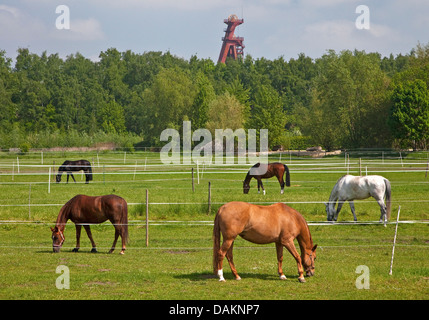 Cavalli domestici (Equus przewalskii f. caballus), paddock di fronte alla torre di albero dell'albero Grillo dell'arresto della miniera di carbone di Monopol, in Germania, in Renania settentrionale-Vestfalia, la zona della Ruhr, Kamen Foto Stock