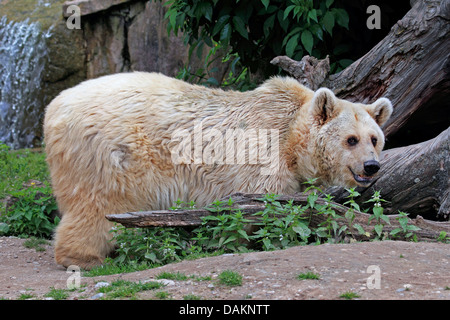 Siro l'orso bruno (Ursus arctos syriacus), in alloggiamenti esterni Foto Stock