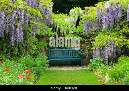 Cinese (Glicine Wisteria sinensis), panchina da giardino incorniciato con fioritura glicine cinese, Germania Foto Stock