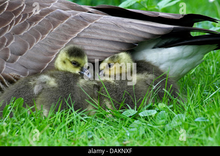 Canada goose (Branta canadensis), due pulcini snuggling fino alla loro madre, Germania Foto Stock