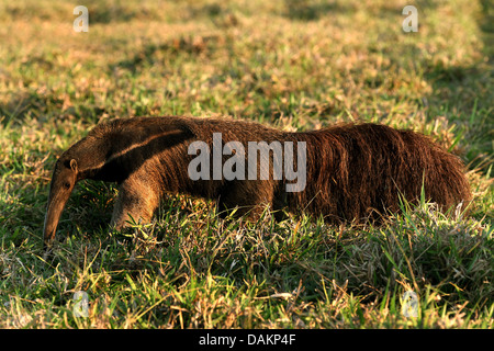 Giant anteater (Myrmecophaga tridactyla), camminando su erba, Brasile, Mato Grosso do Sul Foto Stock