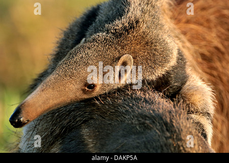 Giant anteater (Myrmecophaga tridactyla), infante seduto sul dorso della madre, Brasile, Mato Grosso do Sul Foto Stock