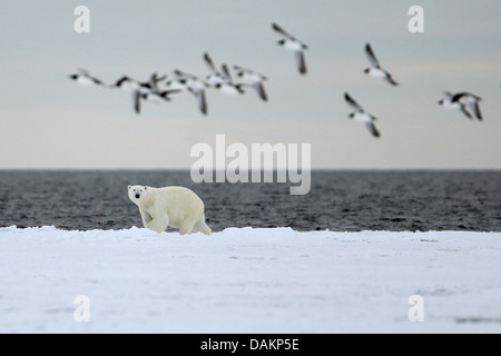 Orso polare (Ursus maritimus), polar bear sull isola Bylot, Canada, Nunavut, Sirmilik Parco Nazionale Foto Stock