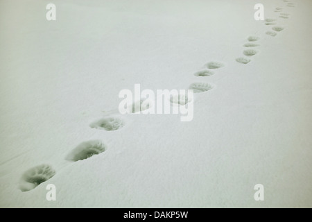 Orso polare (Ursus maritimus), orso polare tracce nella neve, Canada, Nunavut, Sirmilik Parco Nazionale Foto Stock