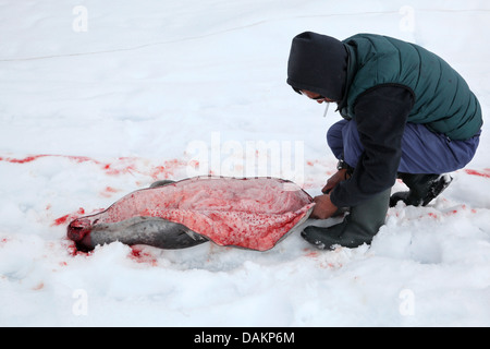 Guarnizione inanellato (Phoca hispida, Pusa hispida), Inuit hunter scaffalatura la pelliccia di un sigillo inanellato, Canada, Nunavut Foto Stock