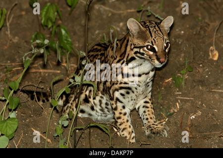 Ocelot, Nano leopard (Felis pardalis, da Leopardo pardalis), seduta , Brasile, Mato Grosso do Sul Foto Stock