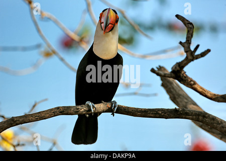 Trasduttore Toco toucan, Toucan, comune Toucan (Ramphastos toco), seduto su un ramo secco, Brasile, Mato Grosso do Sul Foto Stock
