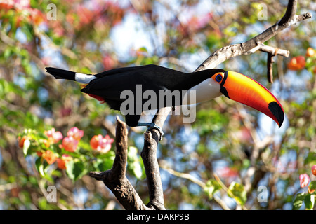 Trasduttore Toco toucan, Toucan, comune Toucan (Ramphastos toco), seduto su un ramo secco, Brasile, Mato Grosso do Sul Foto Stock