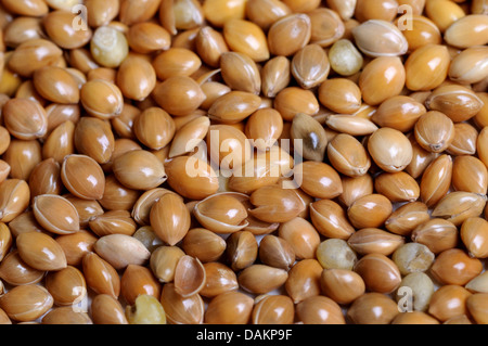 Miglio marocchino (sorgo spec.), il kernel per il foraggio di uccelli Foto Stock