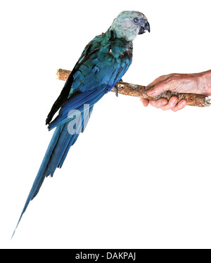 Spix's macaw (Cyanopsitta spixii), seduto in un bar, estinto nel selvaggio Foto Stock