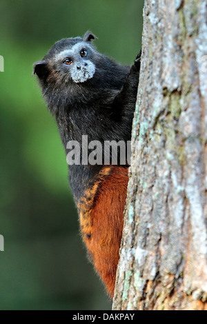 Marrone-mantled tamarin, a doppio spiovente tamarin, sella andina-back tamarin (Saguinus fuscicollis), in corrispondenza di un tronco di albero, Brasile, acro Foto Stock