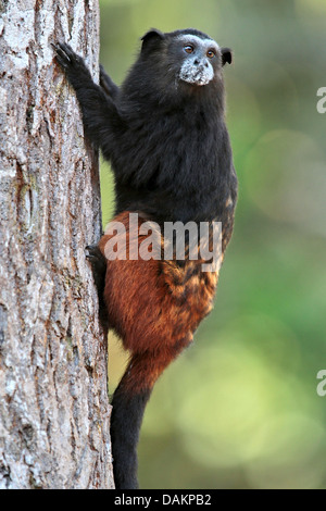 Marrone-mantled tamarin, a doppio spiovente tamarin, sella andina-back tamarin (Saguinus fuscicollis), il serraggio a un trunk, Brasile, acro Foto Stock