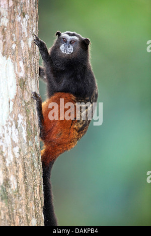 Marrone-mantled tamarin, a doppio spiovente tamarin, sella andina-back tamarin (Saguinus fuscicollis), in corrispondenza di un tronco di albero, Brasile, acro Foto Stock